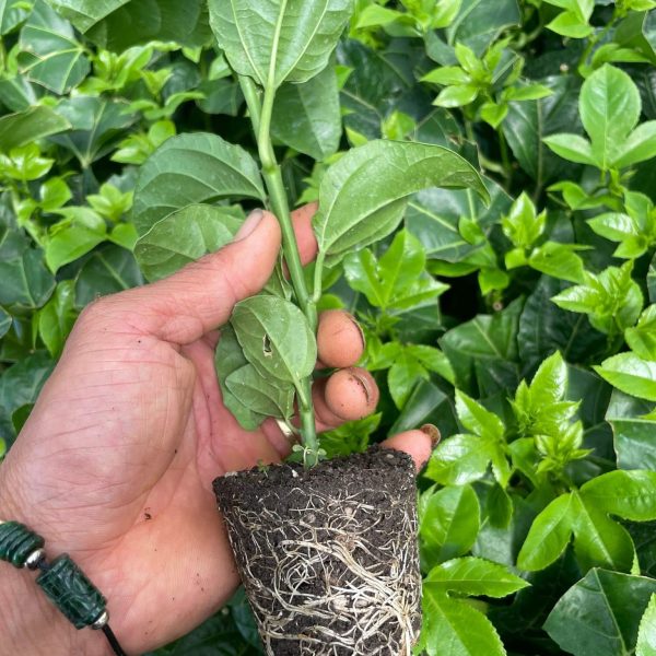 Chanh dây Đài Nông 1